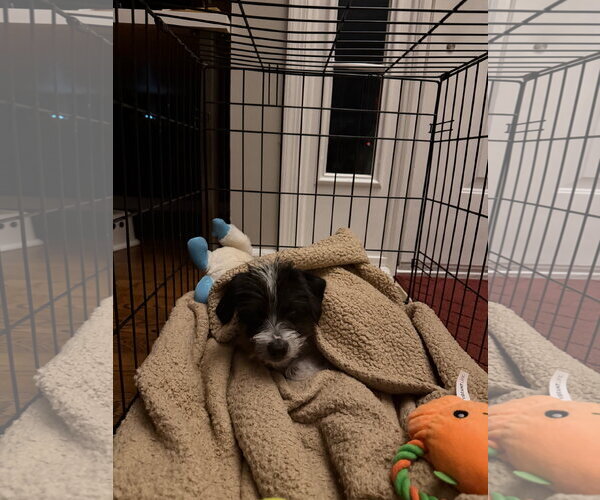 Medium Photo #5 Mutt Puppy For Sale in Rockaway, NJ, USA