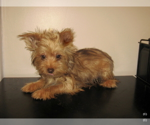 Pembroke Welsh Corgi Puppy for sale in BAKERSFIELD, CA, USA