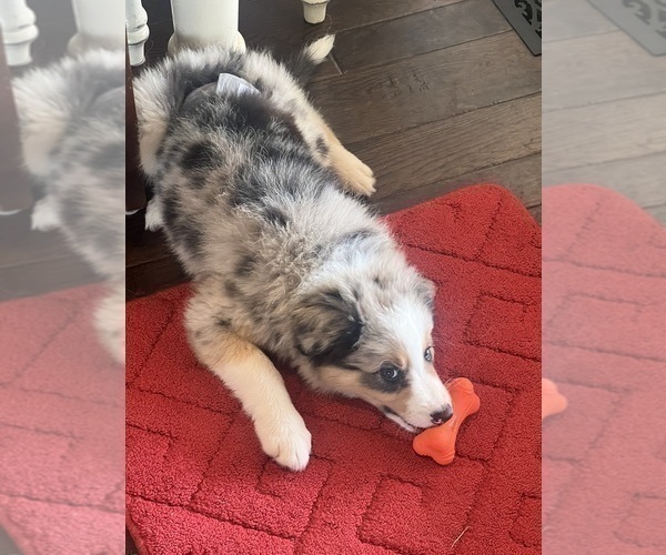 Medium Photo #15 Border Collie Puppy For Sale in FREEMAN, MO, USA