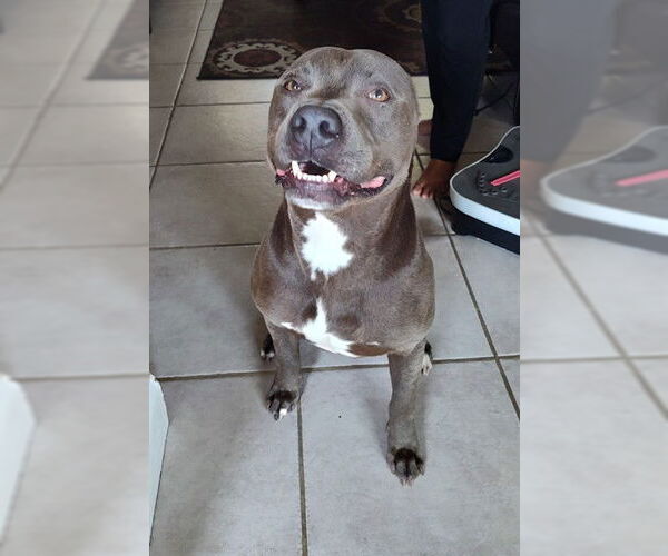 Medium Photo #1 American Staffordshire Terrier-Unknown Mix Puppy For Sale in San Antonio, TX, USA