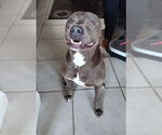 Small American Staffordshire Terrier Mix