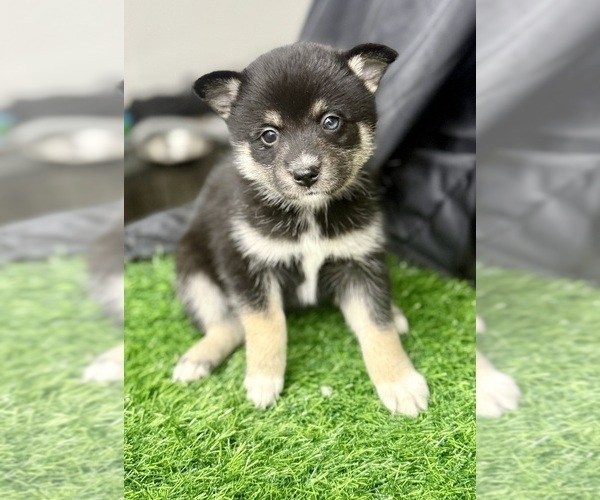 Medium Photo #7 Pomsky-Shiba Inu Mix Puppy For Sale in NASHUA, NH, USA