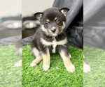 Small #6 Pomsky-Shiba Inu Mix