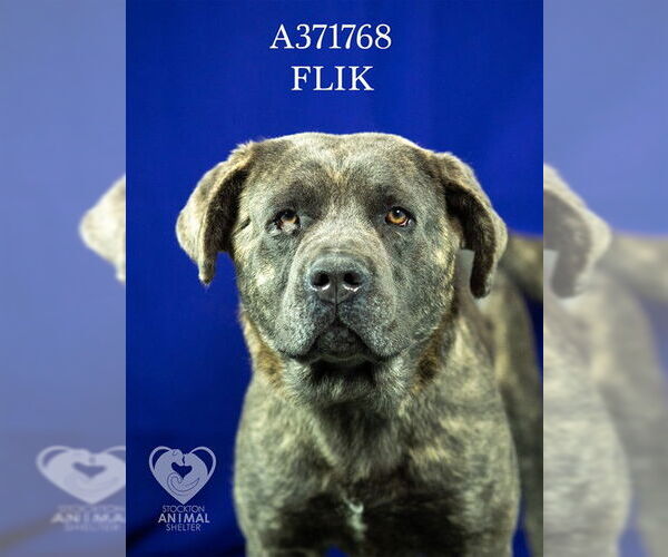 Medium Photo #1 Mutt Puppy For Sale in Stockton, CA, USA