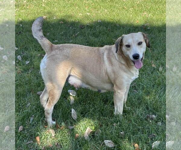 Medium Photo #3 Labrador Retriever-Unknown Mix Puppy For Sale in Yardley, PA, USA
