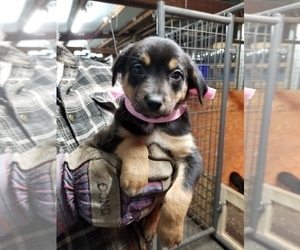 Australian Cattle Dog-Border Collie Mix Puppy for sale in LA GRANDE, OR, USA
