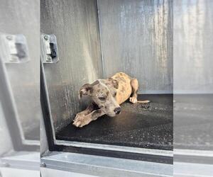 American Staffordshire Terrier-Unknown Mix Dogs for adoption in San Antonio, TX, USA