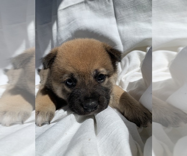 Medium Photo #2 Shiba Inu Puppy For Sale in TUCSON, AZ, USA