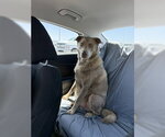 Small #2 Labrador Retriever Mix