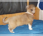 Small Photo #66 Australian Shepherd-Pembroke Welsh Corgi Mix Puppy For Sale in GALLEGOS, NM, USA