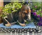 Small #1 Basset Hound