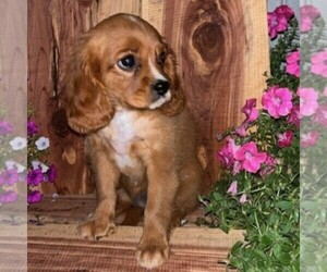 Golden Cavalier Puppy for sale in TUSCOLA, IL, USA