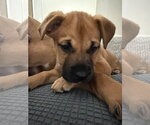 Wasabi - Female American Pit Bull Terrier-Unknown Mix Dog for Adoption - Small photo