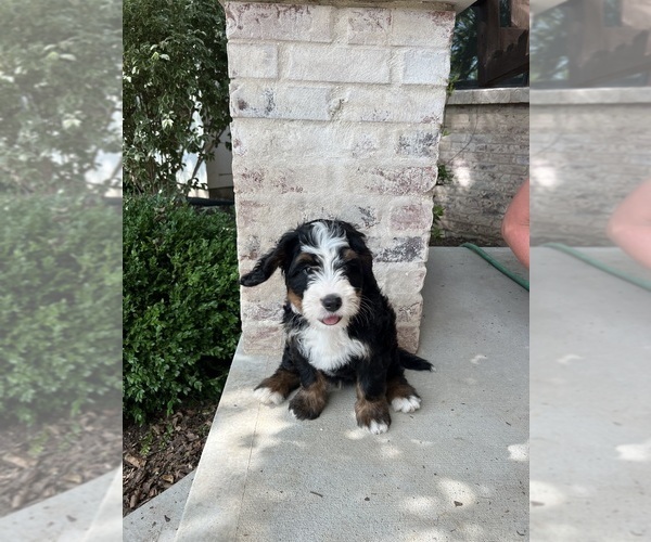 Medium Photo #21 Bernedoodle Puppy For Sale in MARTINSVILLE, IN, USA