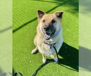 Chow Chow Dogs for adoption in Salinas, CA, USA