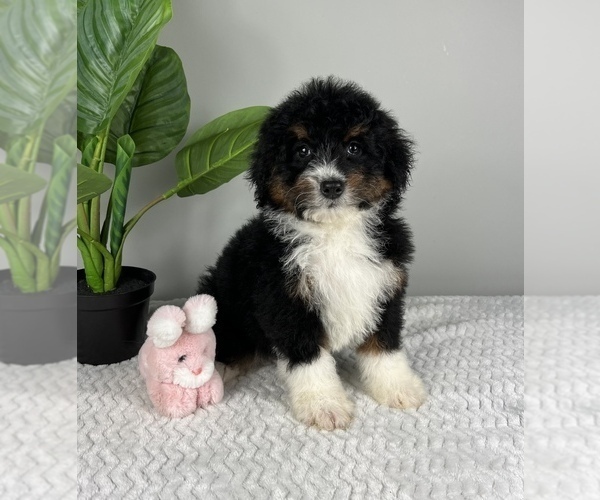 Medium Photo #6 Bernedoodle (Miniature) Puppy For Sale in FRANKLIN, IN, USA