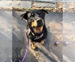 Small Photo #13 Rottweiler Puppy For Sale in Rockaway, NJ, USA