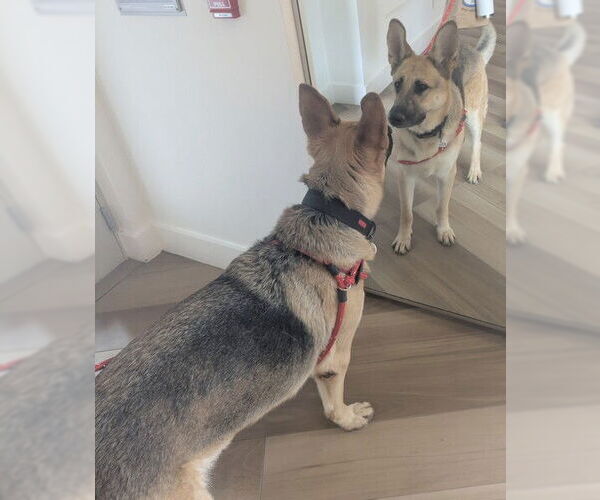 Medium Photo #2 German Shepherd Dog Puppy For Sale in Forestville, MD, USA