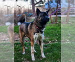 Small #4 Akita-Huskies  Mix