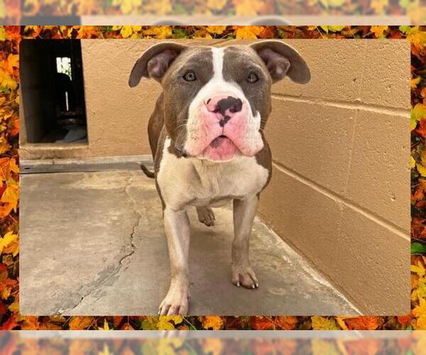 Medium Photo #1 American Pit Bull Terrier Puppy For Sale in Ojai, CA, USA