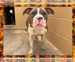 Small American Pit Bull Terrier