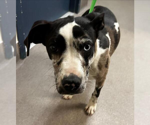Medium Photo #1 Catahoula Leopard Dog-Unknown Mix Puppy For Sale in HESPERIA, CA, USA
