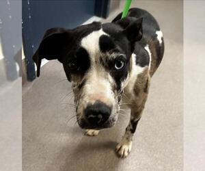 Catahoula Leopard Dog-Unknown Mix Dogs for adoption in HESPERIA, CA, USA