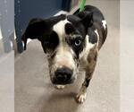 Small Catahoula Leopard Dog Mix