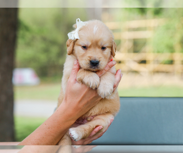 Medium Photo #4 Golden Retriever Puppy For Sale in LIBERTY, KY, USA