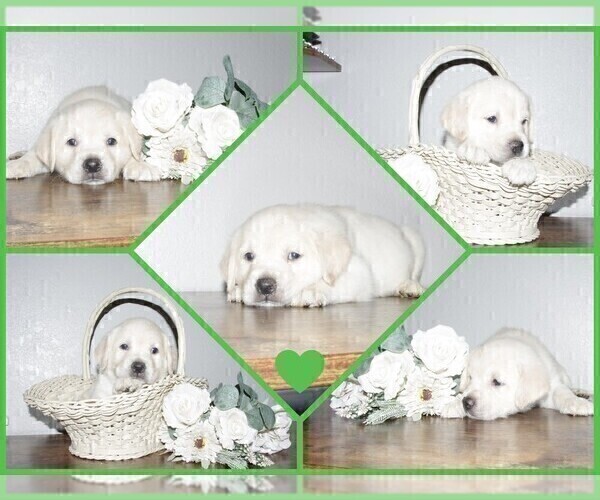 Medium Photo #15 English Cream Golden Retriever-Labrador Retriever Mix Puppy For Sale in FORT COLLINS, CO, USA