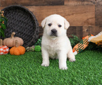 Small #3 Labrador Retriever