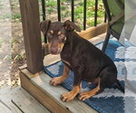 Small #1 Doberman Pinscher