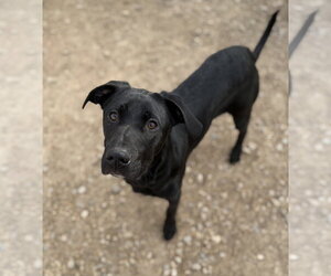 Nelson - Male Mutt Dog for Adoption - Photo #5