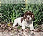 Small Photo #10 Labradinger Puppy For Sale in LISLE, NY, USA