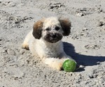 Small Photo #3 Maltipoo-Shih Tzu Mix Puppy For Sale in SAN DIEGO, CA, USA