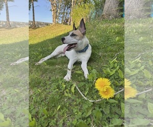 Mutt Dogs for adoption in Woodbury, NY, USA