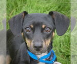 Small #6 Chiweenie