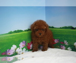 Small Photo #4 Poodle (Toy) Puppy For Sale in BECKWOURTH, CA, USA