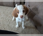 Puppy 5 Brittany