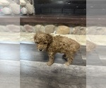 Small Photo #8 Poodle (Miniature) Puppy For Sale in AKELEY, MN, USA