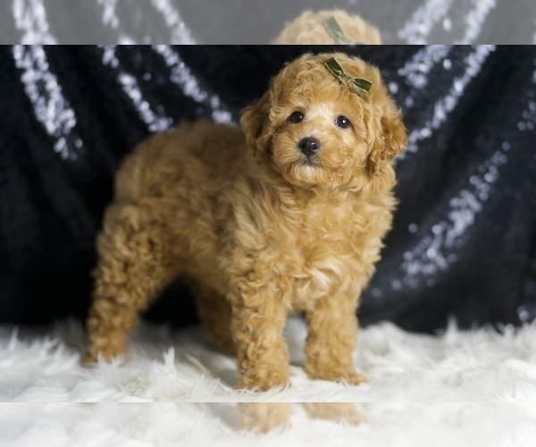 Medium Photo #5 Poodle (Toy) Puppy For Sale in WARSAW, IN, USA