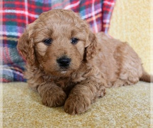 Golden Retriever-Poodle (Toy) Mix Puppy for sale in DU QUOIN, IL, USA