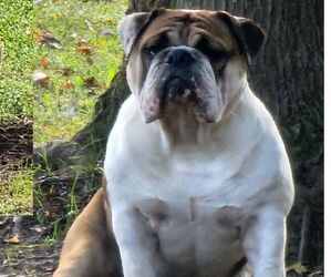 English Bulldog Dog for Adoption in GOLDSBORO, North Carolina USA