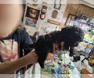 YorkiePoo Puppy for sale in LAFAYETTE, TN, USA