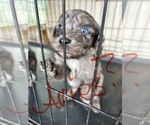 Puppy Aries Aussiedoodle