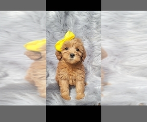Goldendoodle (Miniature) Puppy for sale in INDIANAPOLIS, IN, USA