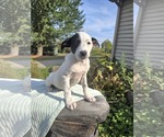 Small #1 Borador