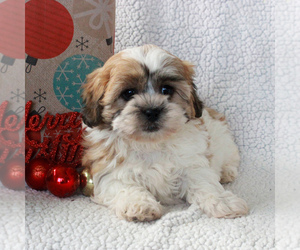 Zuchon Puppy for sale in GORDONVILLE, PA, USA