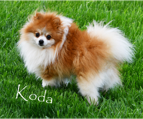 Medium Photo #1 Maltipom Puppy For Sale in ROCK VALLEY, IA, USA