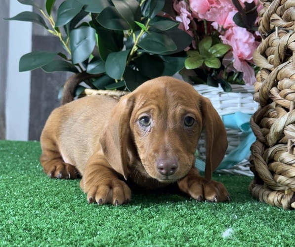 Medium Photo #3 Dachshund Puppy For Sale in CANOGA, NY, USA